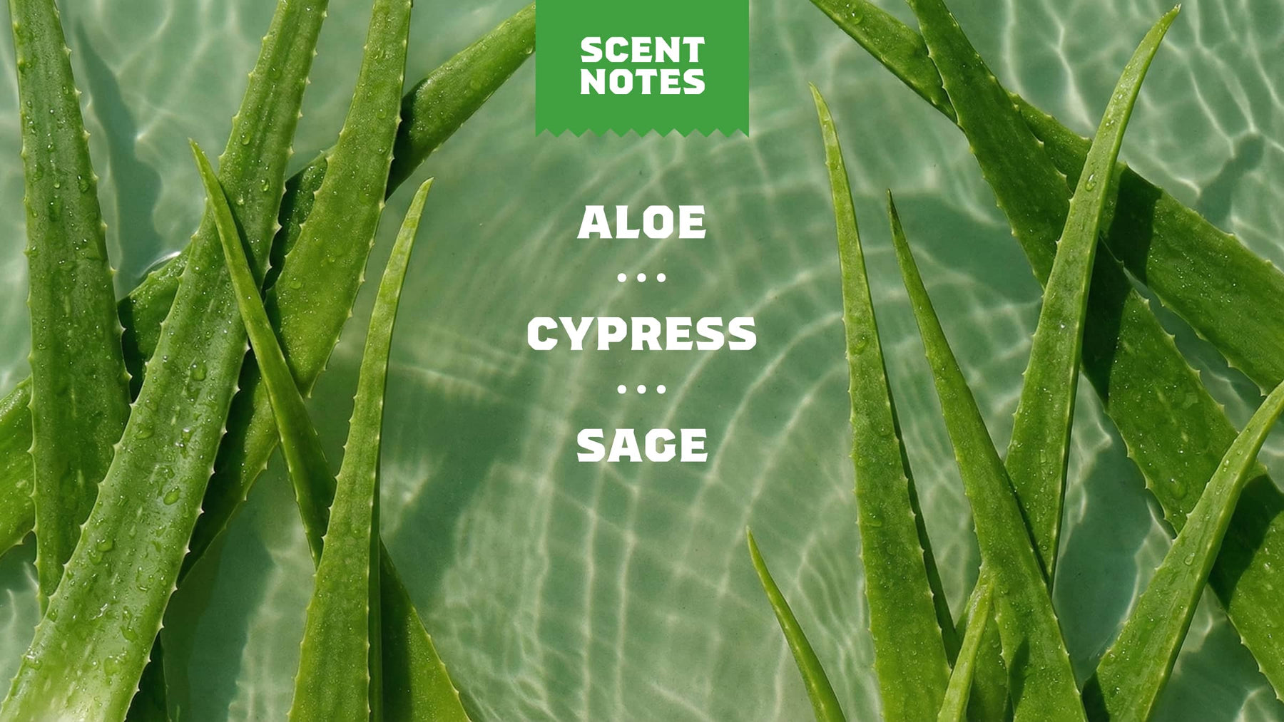 Cool Fresh Aloe Full & Thick Shampoo - Soft Glow